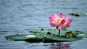 Image 04