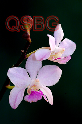 หนวดพราหรม์ดอย Holcoglossum amesianum (Rchb.f.) Christenson<br/>ORCHIDACEAE