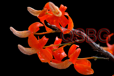 เอื้องครั่งแสด Dendrobium unicum Seidenf.<br/>ORCHIDACEAE