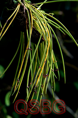 เอื้องใบหอม Ceratostylis ampullacea Krzl.<br/>ORCHIDACEAE