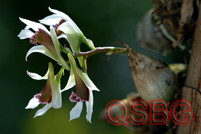 นางลม Dendrobium peguanum Lindl.<br/>ORCHIDACEAE