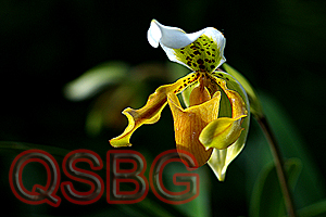 รองเท้านารีเหลืองกระบี่ Paphiopedilum exul (Ridl.) Rolfe<br/>ORCHIDACEAE