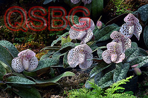 รองเท้านารีฝาหอย Paphiopedilum bellatulum (Rchb.f.) Stein<br/>ORCHIDACEAE