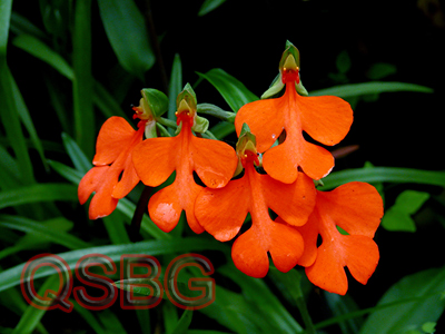 ลิ้นมังกร Habenaria rhodocheila Hance<br/>ORCHIDACEAE