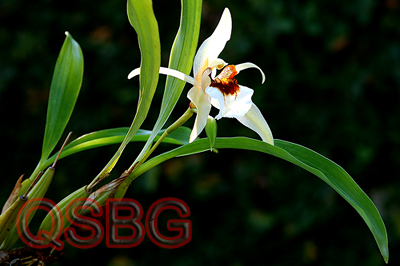 เอื้องเทียนใหญ่ Coelogyne calcicola Kerr<br/>ORCHIDACEAE