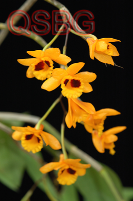 เอื้องคำตา Dendrobium gibsonii Lindl.<br/>ORCHIDACEAE