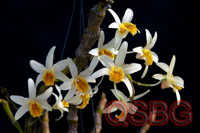 เอื้องสีตาล Dendrobium heterocarpum Lindl.<br/>ORCHIDACEAE