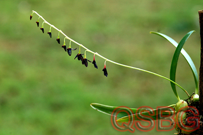 สิงโตดำ Bulbophyllum nigrescens Rolfe<br/>ORCHIDACEAE