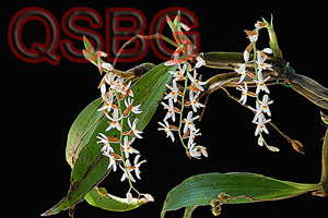 สร้อยระย้า Otochilus albus Lindl.<br/>ORCHIDACEAE