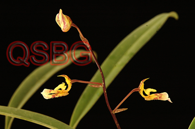 ก้ามปูม้า Monomeria barbata Lindl.<br/>ORCHIDACEAE