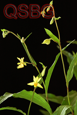 กล้วยไม้น้ำ Epipactis flava Seidenf.<br/>ORCHIDACEAE