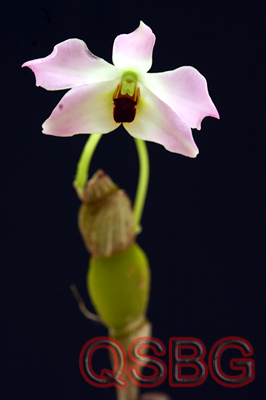 หวายแบนชมพู Dendrobium tuananhii Aver.<br/>ORCHIDACEAE