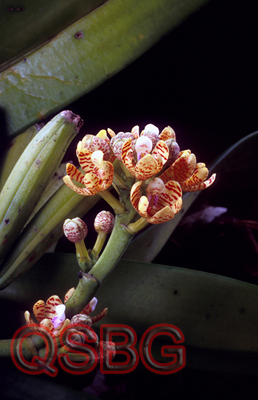 ช้างสารภี Acampe rigida (Buch.-Ham. ex Sm.) P. F. Hunt<br/>ORCHIDACEAE