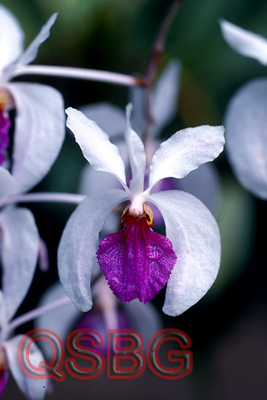 หนวดพราหมณ์ลำดำ Holcoglossum kimballianum (Rchb.f.) Garay<br/>ORCHIDACEAE