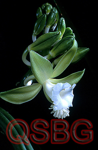 พลูช้าง Vanilla siamensis Rolfe ex Downie<br/>ORCHIDACEAE