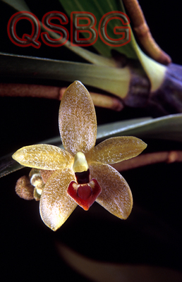 เอื้องตาลหิน Eria discolor Lindl.<br/>ORCHIDACEAE