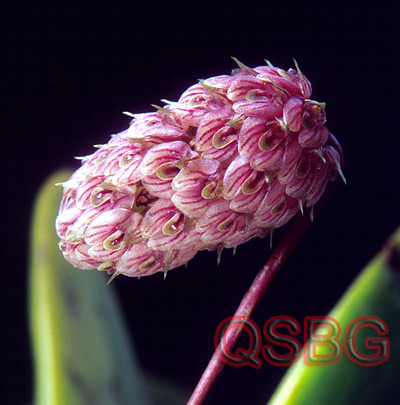 สิงโตพุ่ม Bulbophyllum repens Griff.<br/>ORCHIDACEAE