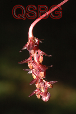 สิงโตกลีบใส Bulbophyllum alcicorne Parish & Rchb.f.<br/>ORCHIDACEAE