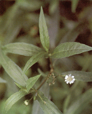 กะเม็ง Ecipta prostrate L.<br/>ASTERACEAE (COMPOSITAE)