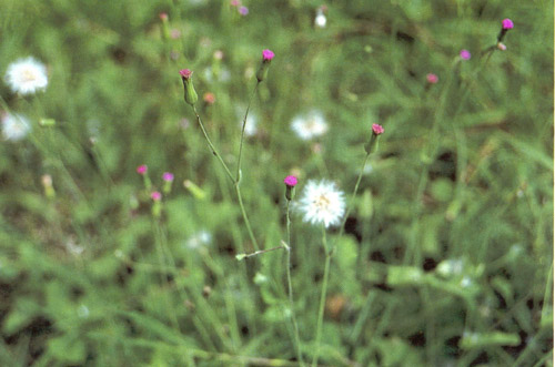 หางปลาช่อน Emilia sonchifolia (L.) DC.ex Wight<br/>ASTERACEAE (COMPOSITAE)