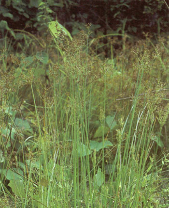 หญ้าหนวดปลาดุก Fimbristylis miliacea (L.) Vahl<br/>CYPERACEAE