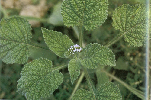 หญ้างวงช้าง Heliotropium indicum L.<br/>BORAGINACEAE