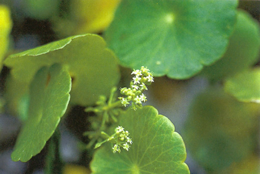 แว่นแก้ว Hydrocotyle umbellate L.<br/>APIACEAE (UMBELLIFERAE)