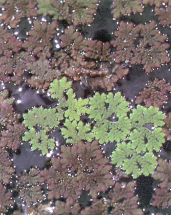 แหนแดง Azolla pinnata R.Br.<br/>AZOLLACEAE