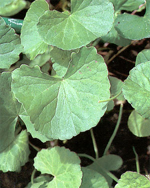 บัวบก Centella asiatica (L.) Urb.<br/>APIACEAE (UMBELLIFERAE)