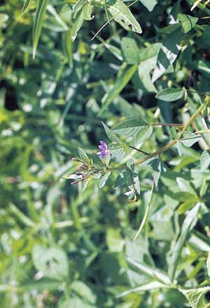 ผักเสี้ยนขน Cleome rutidosperma DC.<br/>CAPPARACEAE