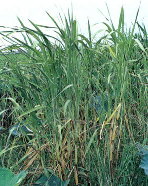 เดือย Coix aquatica Roxb.<br/>POACEAE (GRAMINEAE)