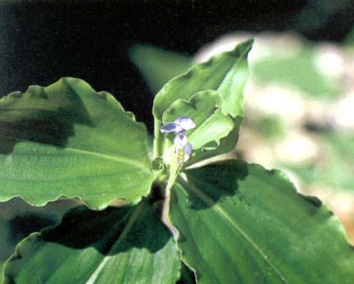 ผักปลาบ Commelina bengalensis L.<br/>COMMELINACEAE