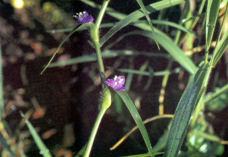 กินกุ้งหลวง Cyanotis axillaris Roem. & Schult.<br/>COMMELINACEAE