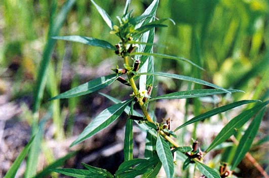 เกล็ดแดง Ludwigia perrenis (L.) Roxb<br/>ONAGRACEAE