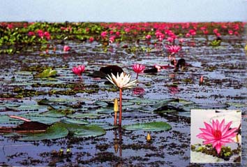 บัวสาย Nymphaea lotus L.<br/>NYMPHAEACEAE