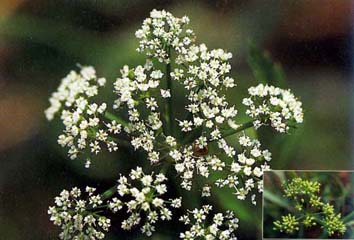 ผักชีล้อม Oenanthe javanica (Bl.) DC.<br/>APIACEAE (UMBELLIFERAE)