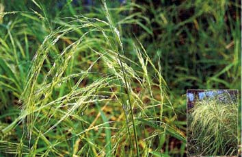 หญ้าข้าวผี Oryza rufipogon Griff.<br/>POACEAE (GRAMINEAE)