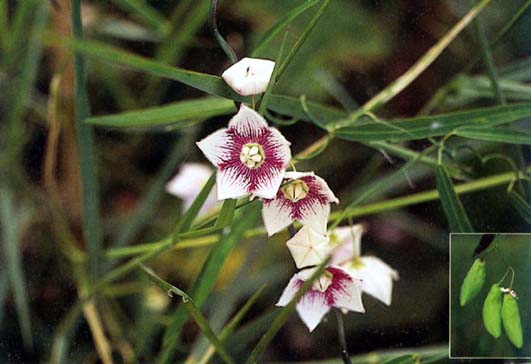 จมูกปลาหลด Oxystelma esculentum (L.) R.Br.<br/>ASCLEPIADACEAE