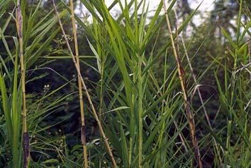 อ้อน้อย Phragmites karka (Retz.) Rrin. ex Steud.<br/>POACEAE (GRAMINEAE)