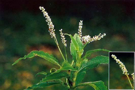 ผักไผ่น้ำ Polygonum tomentosum Willd.<br/>POLYGONACEAE