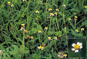 ตีนตุ๊กแก Tridax procumbens L.<br/>ASTERACEAE (COMPOSITAE)