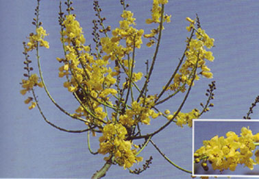 ยูงทอง Schizolobium parahybum (Vell.) Blake<br/>CAESALPINIACEAE