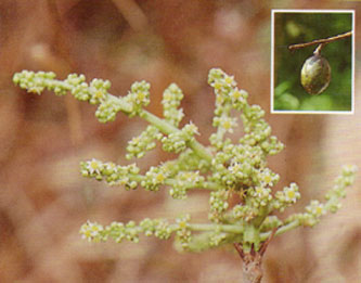 มะกอก Spondias pinnata (L.f.) Kurz<br/>ANACARDIACEAE