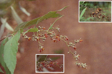 ยาบใบยาว Colona flagrocarpa (C.B. Clarke) Craib<br/>MALVACEAE