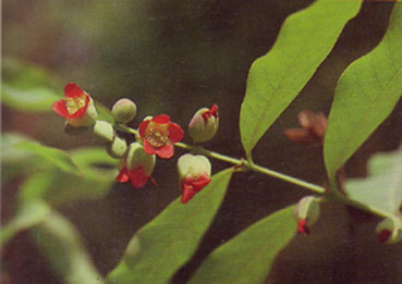 ติ้วเกลี้ยง Cratoxylum cochinchinense (Lour.) Bl.<br/>CLUSIACEAE (GUTTIFERAE)