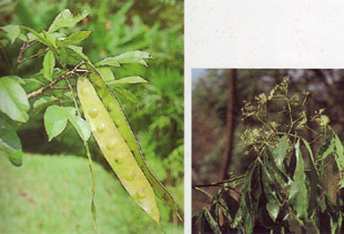 ปันแถ Albizia lucidior (Steud.) Nielsen<br/>FABACEAE (LEGUMINOSAE-MIMOSOIDEAE)