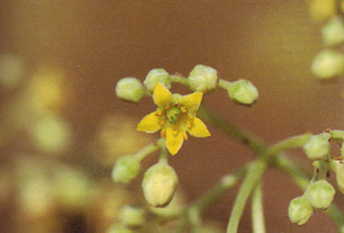 มะห้อ Garuga floribunda Cec. Var. gamblei Kalkman<br/>BURSERACEAE