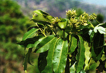 ตีนเป็ดเล็ก Alstonia rostrata Fischer<br/>APOCYNACEAE