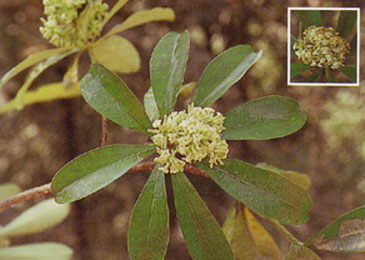 ตีนเป็ด Alstonia scholaris (L.) R. Br.<br/>APOCYNACEAE