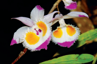 เอื้องสายม่านพระอินทร์ Dendrobium devonianum Paxton<br/>ORCHIDACEAE